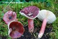 Russula fuscorubra-amf1732